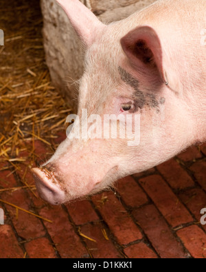 Porc cochon rose en étable à Beamish Museum. Le comté de Durham, Angleterre Banque D'Images