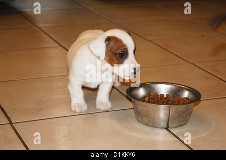 Chien Jack Russel terrier puppy manger dans son bol Banque D'Images