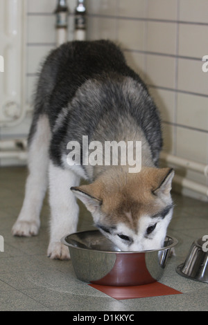 Chien chiot Malamute manger dans son bol Banque D'Images