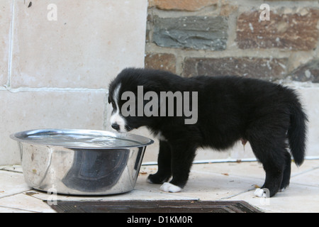 Chiot Border Collie chien boire dans son bol Banque D'Images