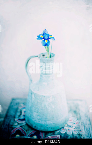 L'éclairage diffus dans l'iris. Banque D'Images