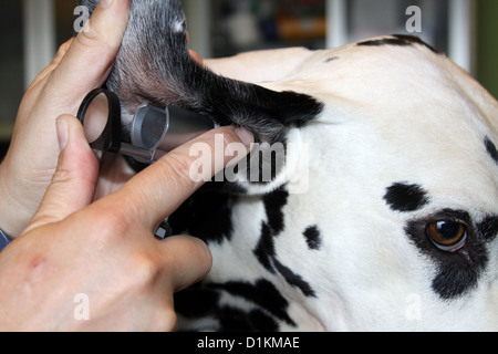 Dalmatien / le vétérinaire examine les oreilles de chien avec un otoscope Banque D'Images