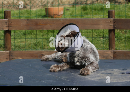 Griffon Korthals chien chiot avec un cône de protection Banque D'Images