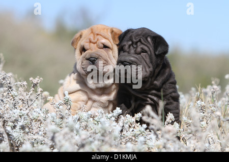 Deux chiots chien Shar Pei noir et fauve Banque D'Images