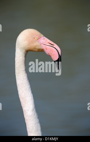 Flamant rose (Phoenicopterus roseus) portrait, Camargue, France. Banque D'Images