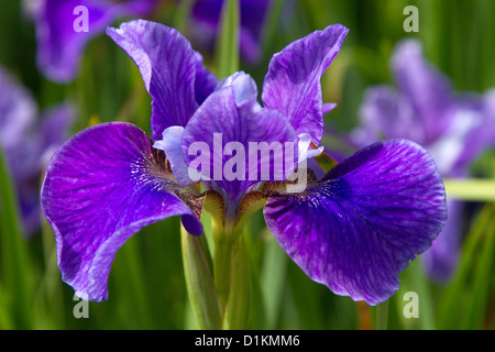 Iris sibirica Silver Edge Banque D'Images