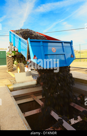 Les raisins de déchargement à la coopérative vinicole. Lanciego. Route des vins de la Rioja Alavesa. L'Alava. Pays Basque. Espagne Banque D'Images