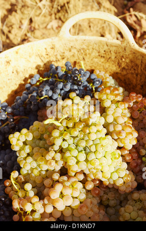 La récolte des raisins. Lanciego. Route des vins de la Rioja Alavesa. L'Alava. Pays Basque. Espagne Banque D'Images