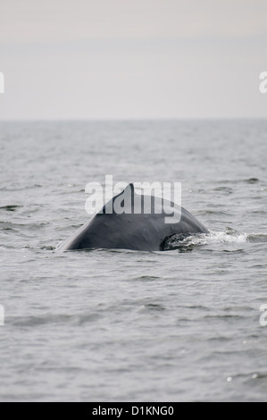 Baleine à bosse (lat. Megaptera novaeangliae) dorsale, l'île de Vancouver, Colombie-Britannique, Canada Banque D'Images