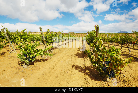 Rangées de vignes dans un vignoble. Lanciego. Route des vins de la Rioja Alavesa. L'Alava. Pays Basque. Espagne Banque D'Images