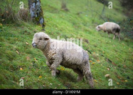 Mouton mignon sur pré vert Banque D'Images