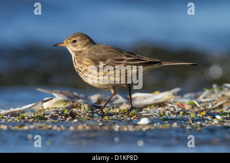 L'Américain polit-bellied Sprague (Anthus rubescens), Reine Mère, réservoir de Berkshire en Angleterre Banque D'Images