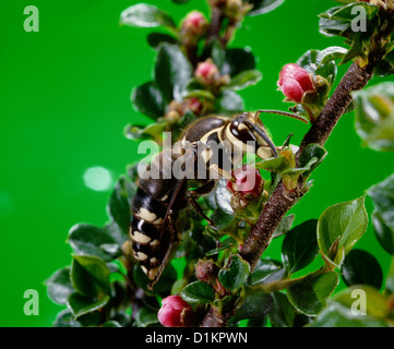 À HORNET (Queen) (VESPULA MACULATA) ADULTE REINE SUR LA LUTTE ANTIPARASITAIRE À L'HOMME FLEUR Banque D'Images