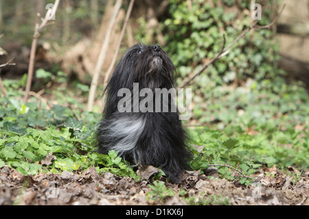 Chien Löwchen 'petit chien lion' petit lion assis dans la forêt Banque D'Images