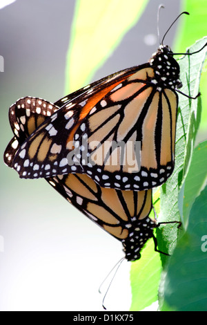 Le monarque (Danaus plexippus) au Zoo de Brookfield Banque D'Images