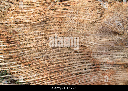 L'écorce des arbres de noix de coco indienne husk Banque D'Images