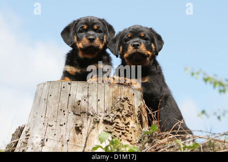 Deux chiens Rottweiler sur bois Banque D'Images