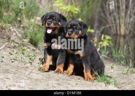 Deux chiens Chiots Rottweiler assis Banque D'Images