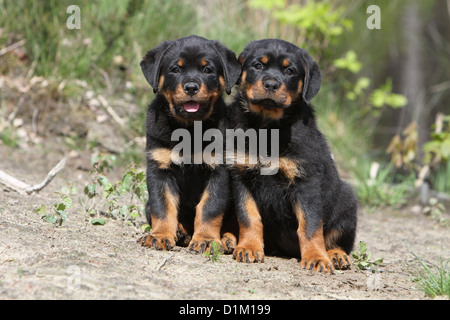 Deux chiens Chiots Rottweiler assis Banque D'Images