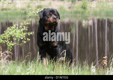 Chien Rottweiler Banque D'Images