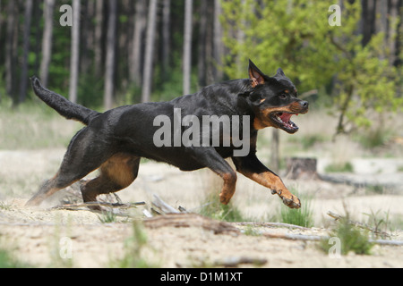 Chien Rottweiler des profils d'exécution Banque D'Images