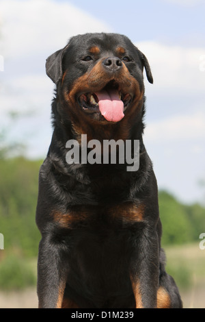 Chien Rottweiler face portrait adultes Banque D'Images