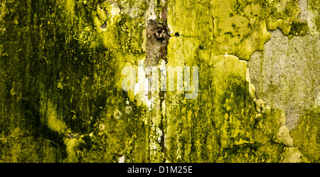 Ancien peint sur mur vert endommagé et couverts par les algues naturelles Banque D'Images