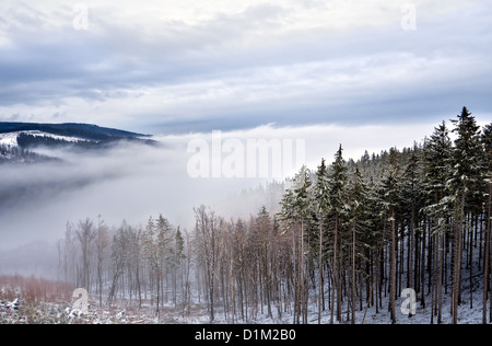 Forêt de conifères du Harz couverte de neige Banque D'Images