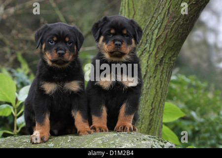 Deux chiens Chiots Rottweiler assis sur un rocher Banque D'Images