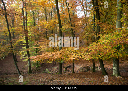 Les hêtres en forêt feuillue avec le feuillage en couleurs d'automne en automne Banque D'Images