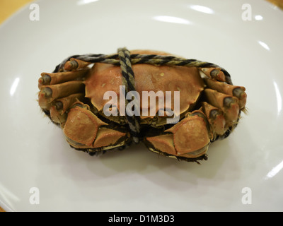 Crabe chinois gros crabe d'écluse Banque D'Images