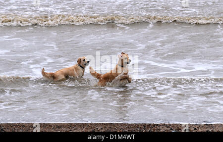 Worthing Sussex UK 28 décembre 2012 - Ces chiens Golden Retriever n'avez pas l'esprit les mauvais temps comme ils aiment jouer dans la mer sur la plage près de Worthing aujourd'hui photographie prise par Simon Dack/Alamy Live News Banque D'Images