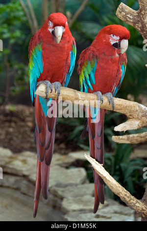 L'Ara à ailes vertes ou rouge et vert Macaw (Ara chloroptera). Brookfield Zoo. Banque D'Images