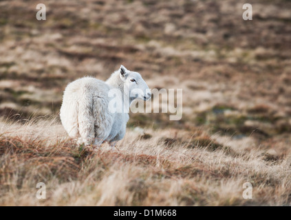 Un Welsh Mountain Sheep Banque D'Images