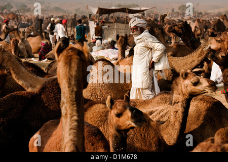 Commerçants en chameau turbans colorés assister à la foire annuelle de chameau dans le désert de Thar en dehors de Pushkar Rajasthan Inde Banque D'Images