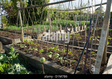 Lits surélevés en potager. Banque D'Images