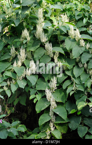 La renouée du Japon Fallopia japonica - plantes exotiques envahissantes Banque D'Images