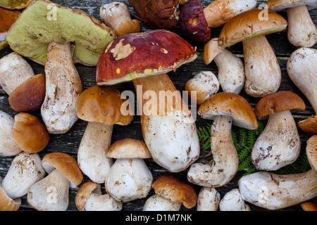 Boletus fraîchement récolté. Banque D'Images