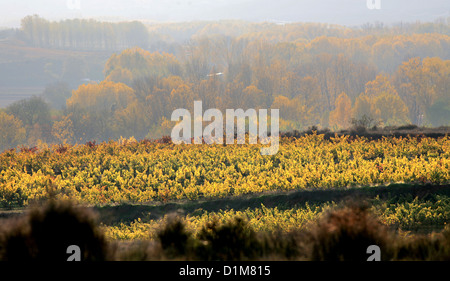 Un village de Badaran vignobles, Cardenas, vallée de la région viticole de Rioja, Espagne, Europe Banque D'Images