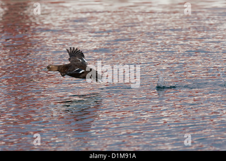 Eider de Steller Polysticta stelleri Varanger, Norvège, Banque D'Images