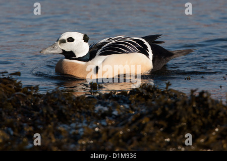 Eider de Steller Polysticta stelleri Varanger, Norvège, Banque D'Images