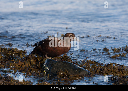 Eider de Steller Polysticta stelleri Varanger, Norvège, Banque D'Images