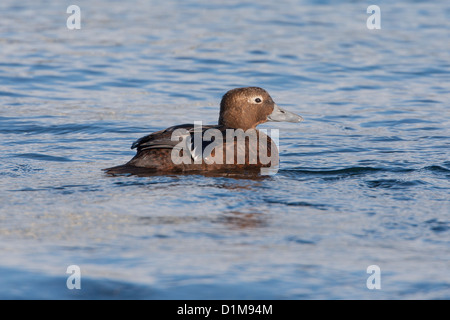 Eider de Steller Polysticta stelleri Varanger, Norvège, Banque D'Images