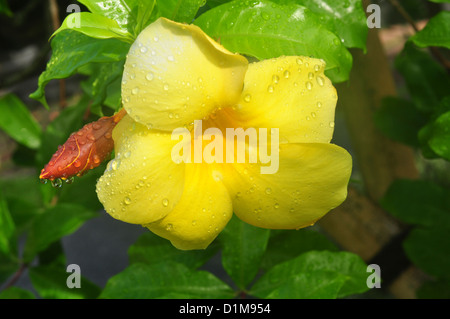 L'INDONÉSIE, Bali, Ubud, Allamanda cathartica jaune fleurs Banque D'Images