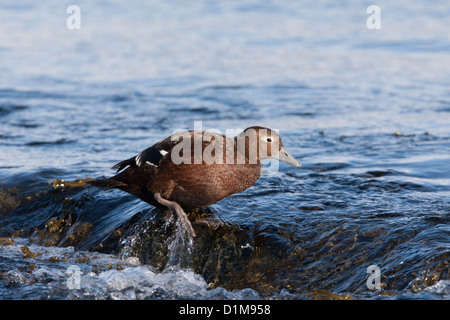 Eider de Steller Polysticta stelleri Varanger, Norvège, Banque D'Images