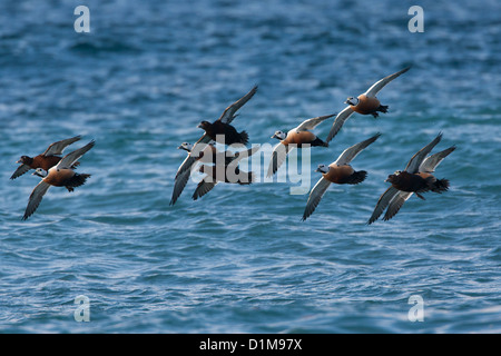 Eider de Steller Polysticta stelleri Varanger, Norvège, Banque D'Images