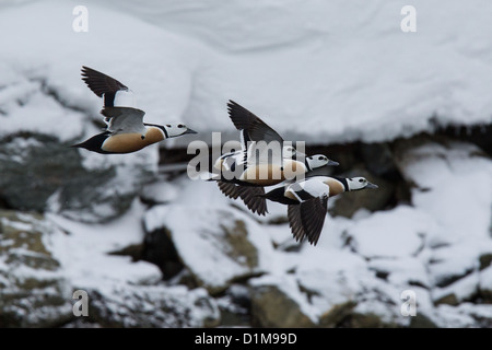 Eider de Steller Polysticta stelleri Varanger, Norvège, Banque D'Images