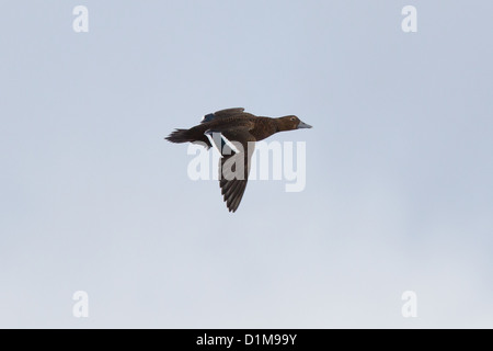 Eider de Steller Polysticta stelleri Varanger, Norvège, Banque D'Images