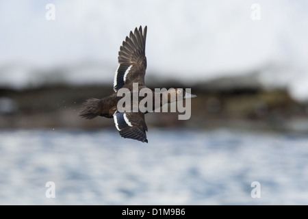 Eider de Steller Polysticta stelleri Varanger, Norvège, Banque D'Images