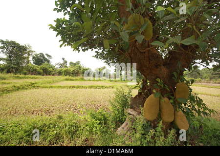 Jack fruits arbre dans la fructification Banque D'Images